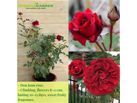 Recommended Climbing Rose Varieties – PEMDASGARDEN