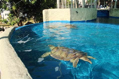 A Gazeta Projeto protege vida marinha e devolve à natureza mais de 5