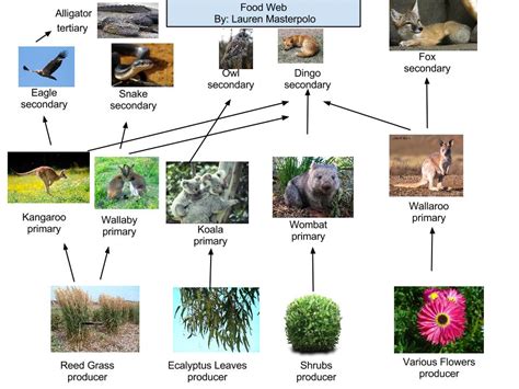 Koala Food Chain Diagram