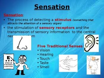 Sensation And Perception Ap Psychology Powerpoint Tpt