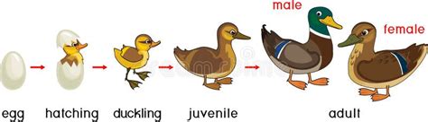 Wood Duck Life Cycle Diagram