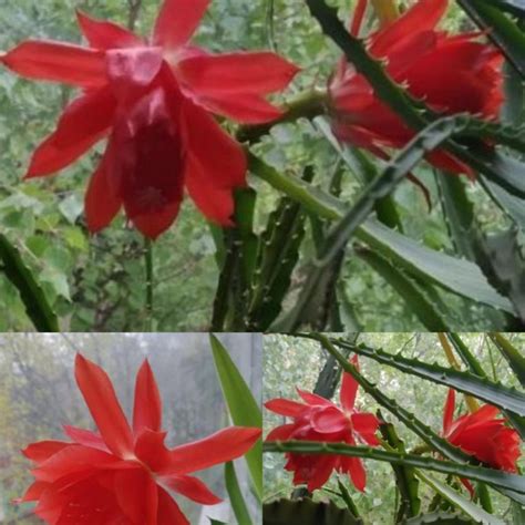 Лесной кактус Эпифиллум Аккермана – купить в Москве, бесплатно, дата ...