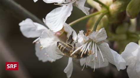 Wildbienen In Der Stadt Luzern Sind In Bedr Ngnis Regionaljournal