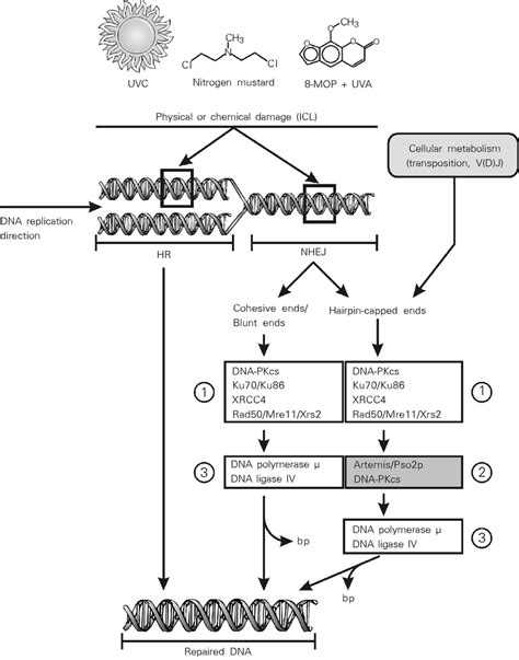 Schematic Drawing Of Double Strand Break Dsb Repair In Mammalian