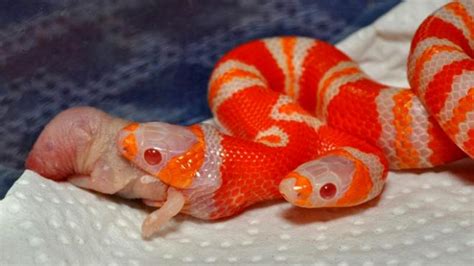 Amazing Two Headed Milk Snake : Albino Milk Snake | Most Unbelievable ...