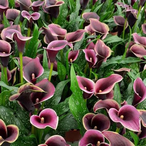 Be My Prince Calla Lily Zantedeschia Hybrid Proven Winners