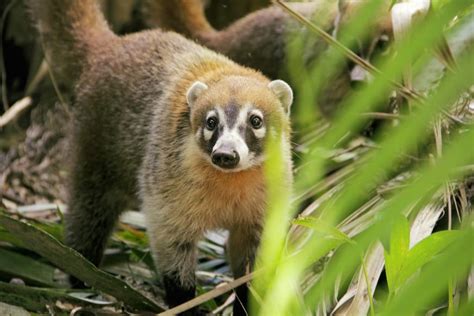 Wildlife of Tamarindo, Costa Rica: Up-close & personal encounters