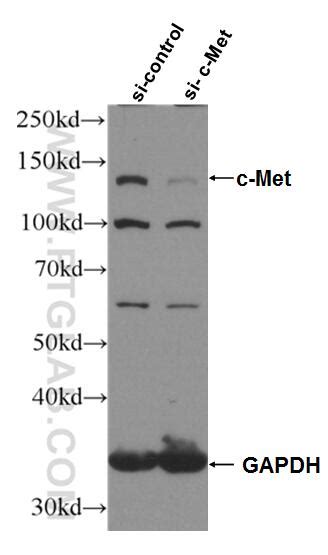 C Met Cytoplasmic Antibody Ap Proteintech