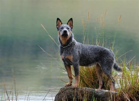 australian cattle dog breed health  care petmd