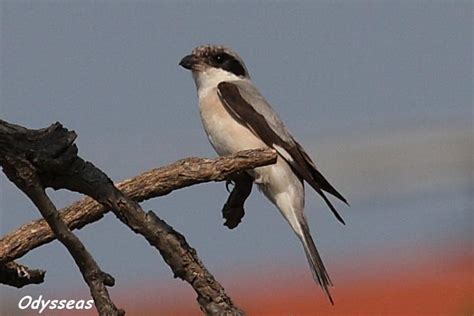 Lesser Grey Shrike | Greek Nature Encyclopedia