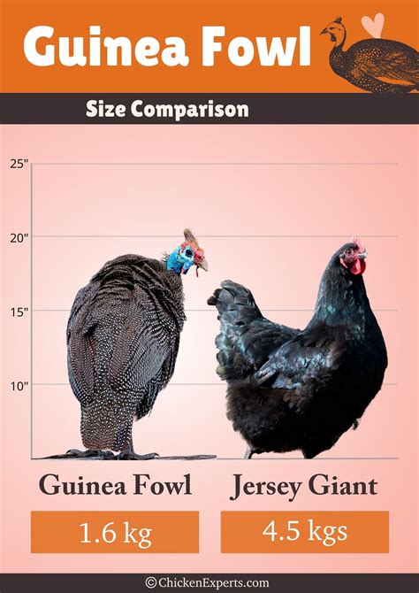 Guinea Fowl Poultry With Pest Control Perks Must Read 👌🏼