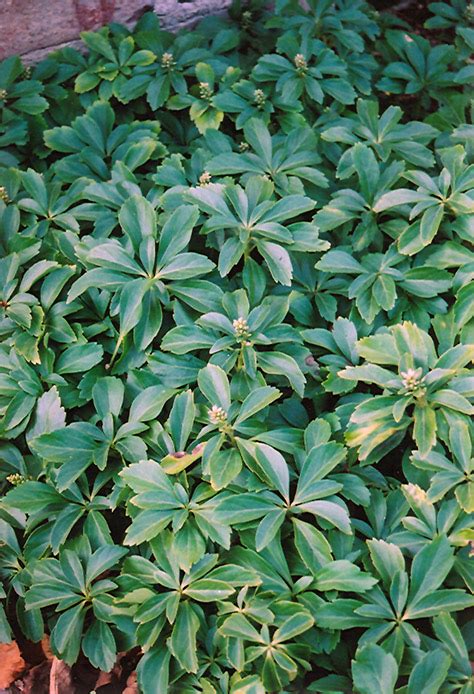 Japanese Spurge (Pachysandra terminalis) in Edmonton St Albert Sherwood ...