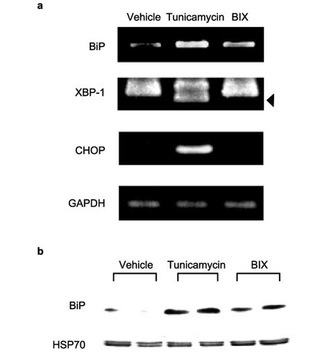 Xbp Bip Chop Mrna And Bip Protein Levels Following Bix Treatment