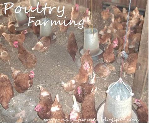 How To Start Poultry Farming In Nigeria And Make Millions The