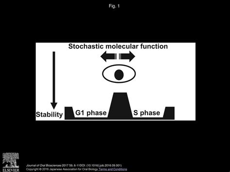 Unveiling A Rhythmic Regulatory Mode Hidden In Developmental Tissue