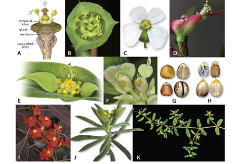 Cyathial Seed And Leaf Position Characters In Euphorbia A Cyathium