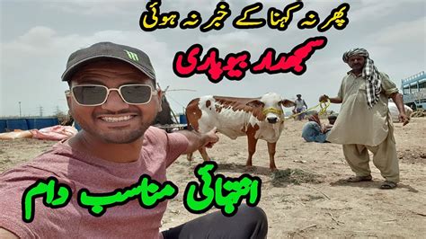 SASTA MAAL SAMJDAR BEOPARI SOHRAB GOTH COW MANDI 2021 YouTube