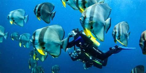 14 Best Destinations for Scuba Diving in Maldives - Honeymoon Bug