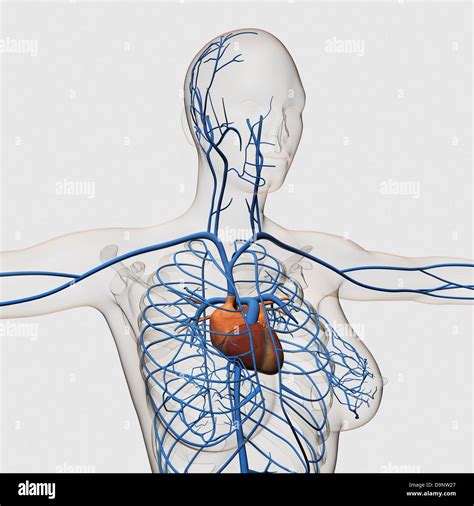 Chest Anatomy Hi Res Stock Photography And Images Alamy