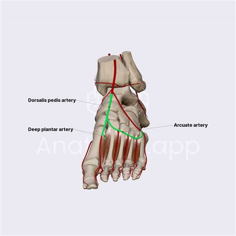 Dorsalis Pedis And Arcuate Arteries Arteries Of The Lower Limb