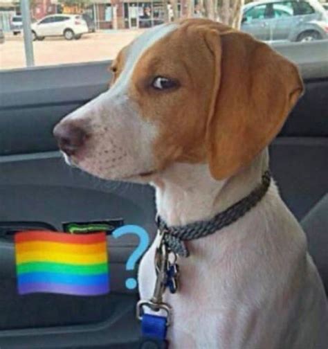 Pin By Segundo Gomez On Stickers Gay Sticker Funny Spanish Jokes Gay Memes