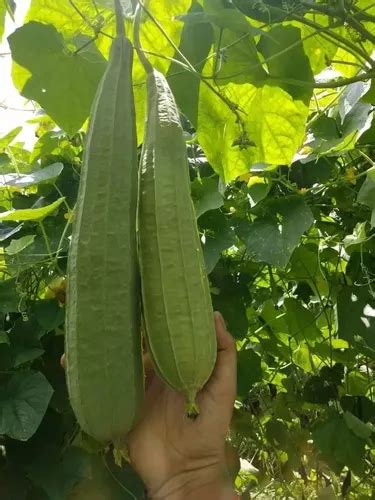 Semillas Para Cultivo De Luffa Esponja Vegetal Organicas Mercadolibre