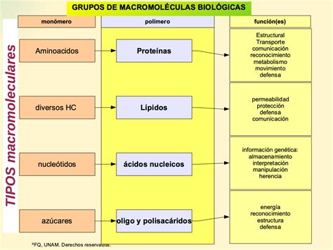 Grupos de Macromoléculas Biológicas