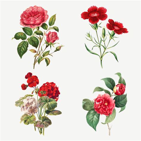 oleander images  vectors pngs mockups backgrounds rawpixel