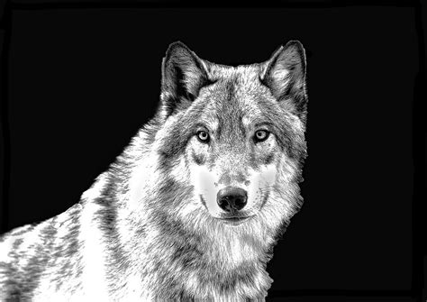 der mit dem wolf tanzt foto bild schwarz weiss wolf tierpark