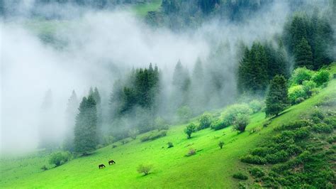 Green Forest Mountain With Mist During Morning Time 4K Nature - HD ...