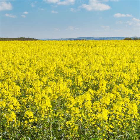 Plantação de canola como obter altas produtividades Terra de cultivo