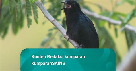 Mengenal Sirit Uncuing Burung Mungil Yang Kerap Disebut Bawa Berita