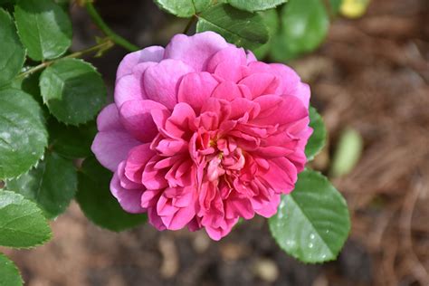 Zephirine Drouhin Climbing Rose Rosa Zephirine Drouhin In Boston