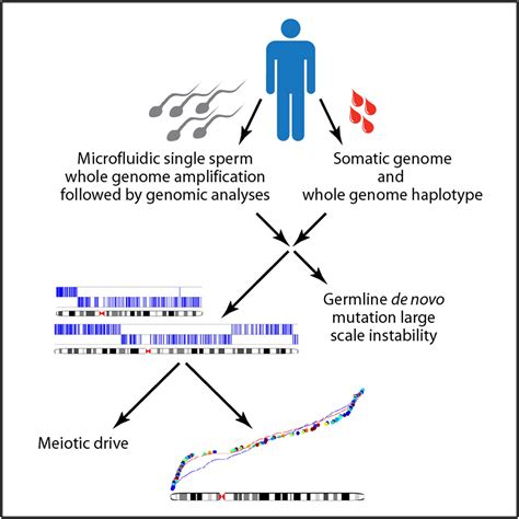 Genome Wide Single Cell Analysis Of Recombination Activity And De Novo