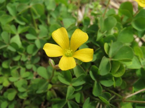 Wood sorrel, yellow - Mammoth Cave Area Flora