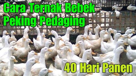 Cara Ternak Bebek Peking Pedaging 40 Hari Panen YouTube