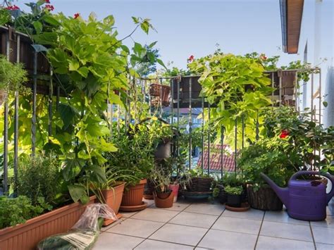 Plante Brise Vue Pour Balcon Quelle Esp Ce Pr F Rer Pour Cacher Le