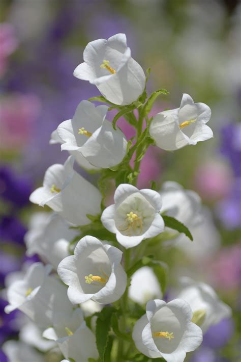 Canterbury Bells Flowers | Snowshoe Hare | Flickr