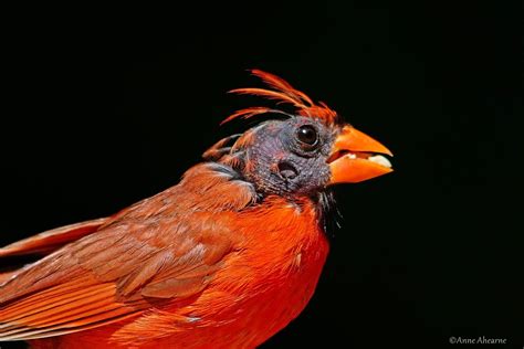 Molting Male Northern Cardinal This Was Taken A Few Weeks Flickr