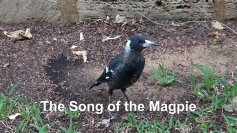 The Song Of The Magpie Youtube