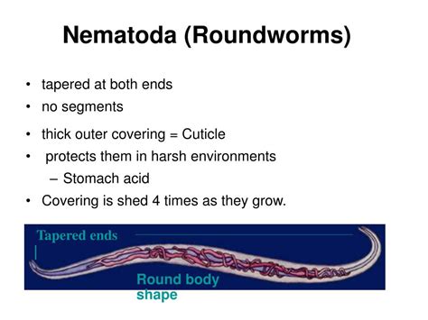 Ppt Phylum Nematoda Powerpoint Presentation Free Download Id6791897