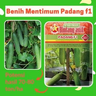 Jual Benih Mentimun Timun Padang F Gram Cap Bintang Asia Pt Benih