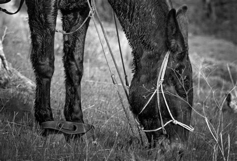 5 Best Hobbles For Helping Horses And Mules Stay Put Horse Rookie