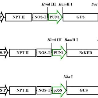 Structures Of The Gene Constructs Used For Plant Transformation