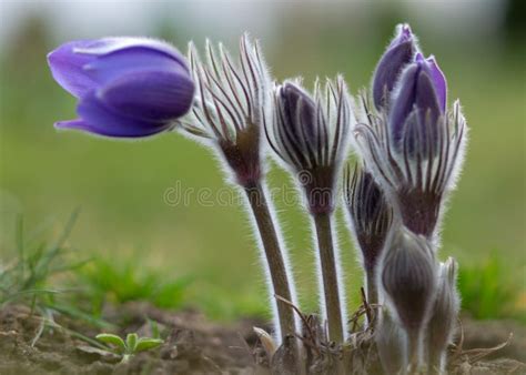 Lila Pulsatilla Blommor Closeup Vacker Bokeh Vacker Blommande Blomma