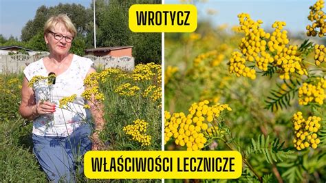 Właściwości lecznicze i ogrodnicze Wrotyczu naturalny środek na