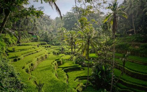 TEGALALANG RICE TERRACE UBUD - The Complete Guide