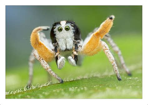 Dabbing Habronattus Tarsalis Patrick Zephyr Photography