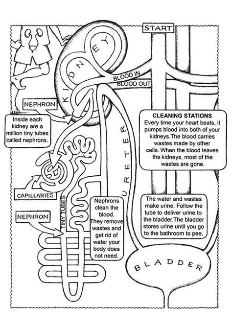 Anatomy: Coloring Pages & Books - 100% FREE and printable!