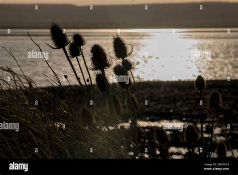 Distel Silhouette Fotos Und Bildmaterial In Hoher Aufl Sung Alamy